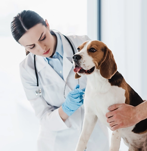 Merkezefendi Veteriner